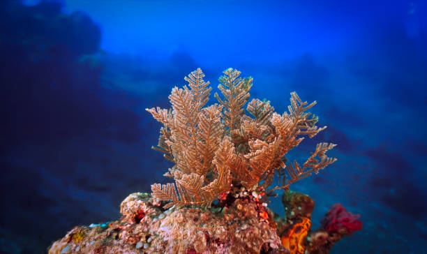 istock Underwater photo of colourful algae 2160366500