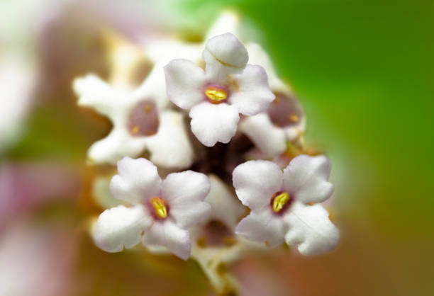 Close-up of a beautiful flower