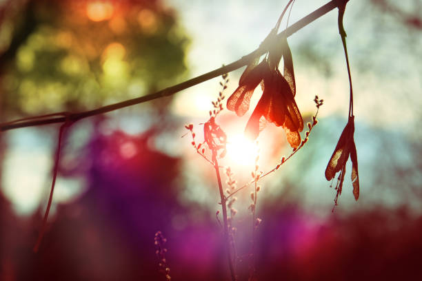 Fairy autumn nature. Ash maple, maple keys,   autumn against sunset light, back lit	. Atmospheric mood. Hello September