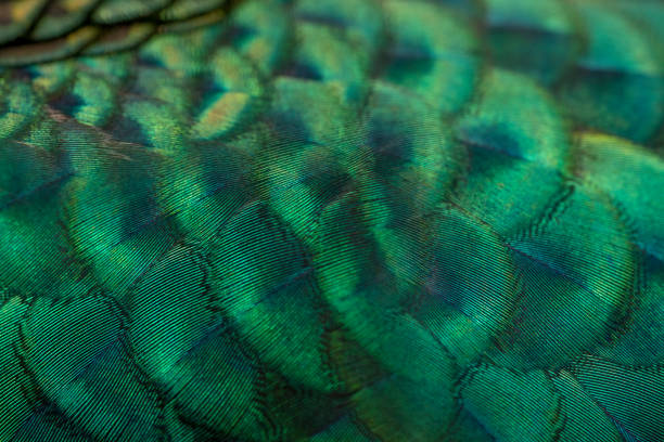 istock Beautiful green peacock feathers, Close up 2160374591