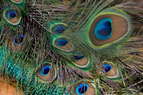 istock Beautiful green peacock feathers, Close up 2160374602