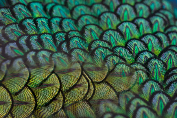istock Beautiful green peacock feathers, Close up 2160374606