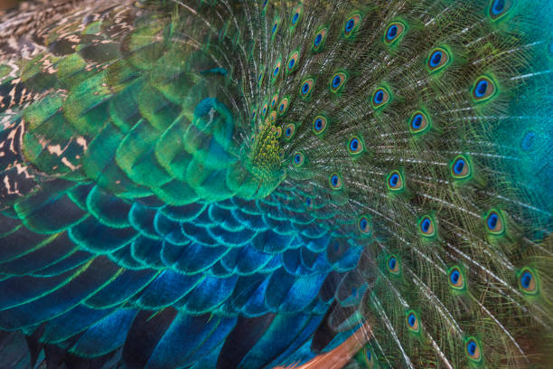 Peacock tail feather