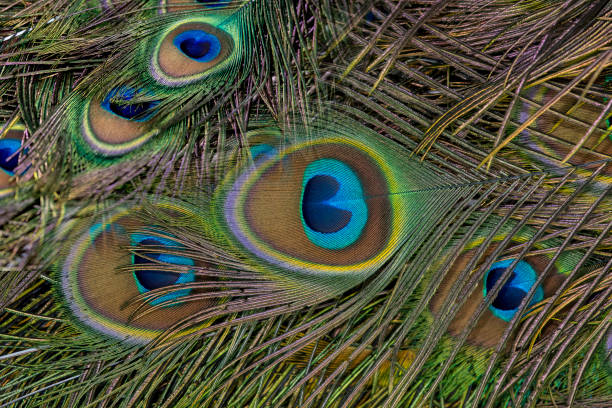 istock Beautiful green peacock feathers, Close up 2160374649