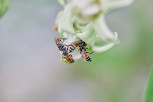 Close-up of bee pollinating on white crown flower