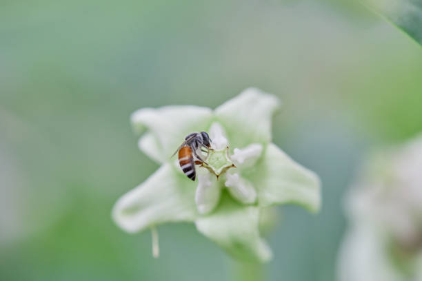 Close-up of bee pollinating on white crown flower