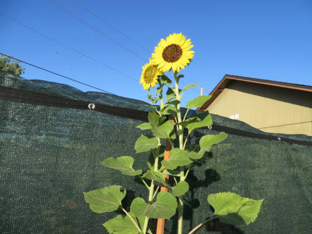 istock Two Tall Sunflowers Growing in my Backyard on a Bright Sunny Day 2160377775