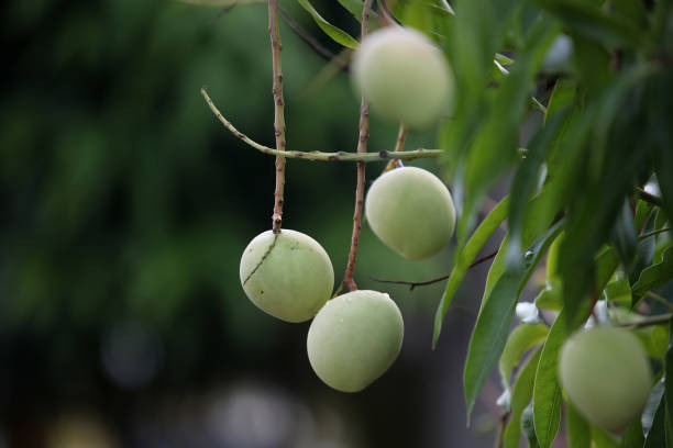 Focus on mango fruit tree shots