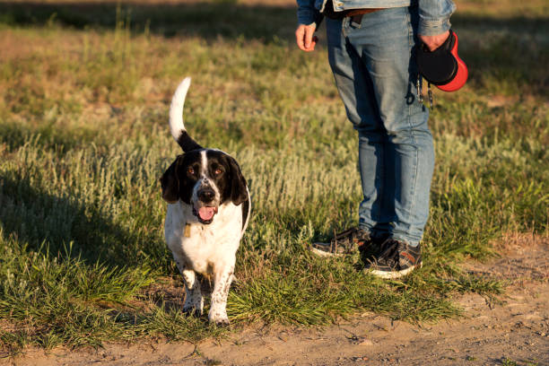 istock Hound dog walking towards the camera in golden evening light. 2160378713