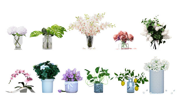 Plant set in vase isolated on white background.3d rendering with Clipping Path