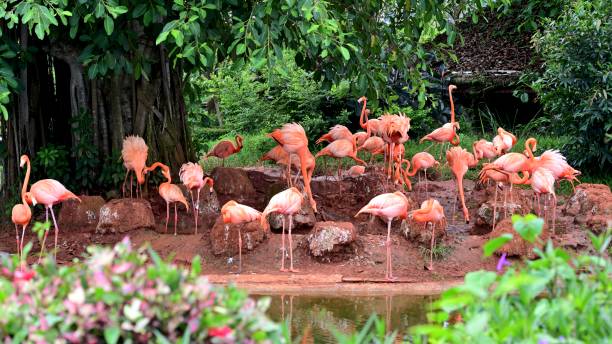 Couple flamingo in the zoo