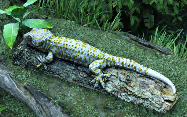 istock 3d illustration of Tokay gecko climbing tree. 2160379823