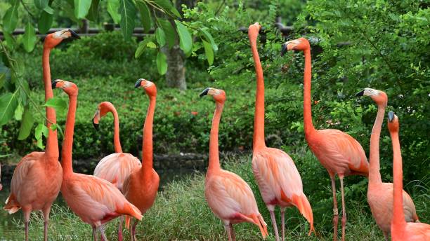 istock Flamingos that live in nature reserves 2160379849