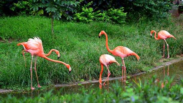 istock Flamingos that live in nature reserves 2160380371