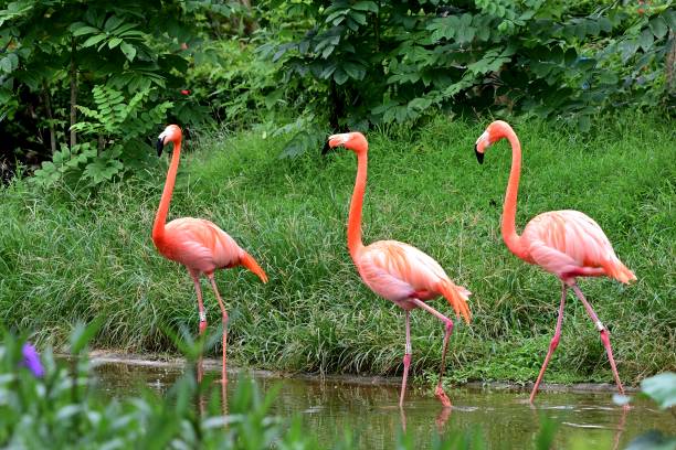 istock Flamingos that live in nature reserves 2160380377