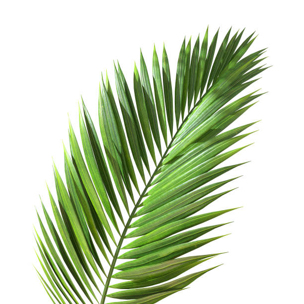 istock Green palm leaves foliage isolated on white background 3d rendering 2160381873