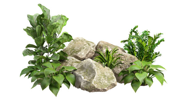 istock Isolated on white background green tropics gardening decorative 3d render 2160381899