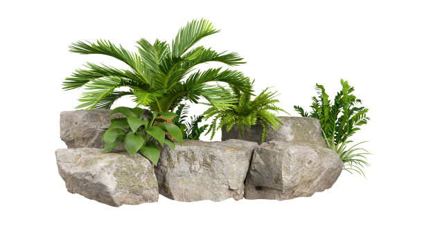 Tropics green plants gardening with rocks composition isolated on white background 3d render