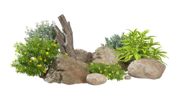istock Cut out white backgrounds gardening plants and rocks timber design layout 3d render 2160382828
