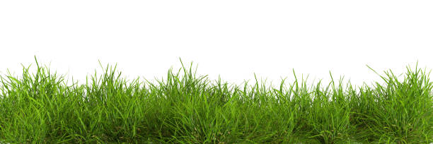 istock Isolated on white backgrounds natural fresh green grass 3d rendering 2160382883