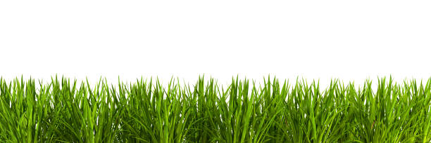 istock Greenery nature grass meadow landscaping cut out on white backgrounds 3d rendering 2160382890
