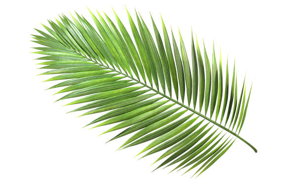 istock Isolate tropics green palm foliage cut out on white background 3d render 2160382892