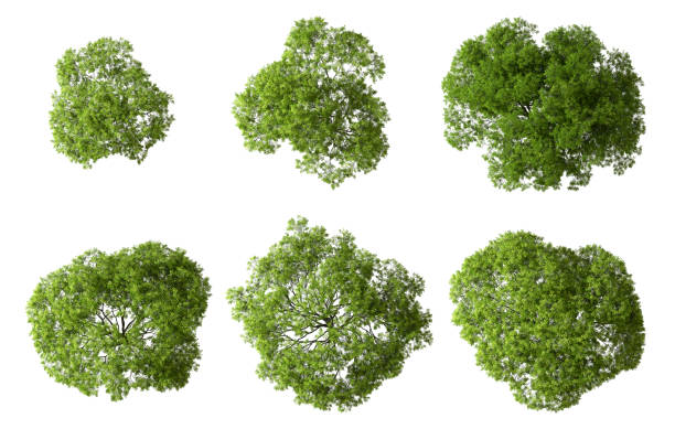 istock Isolated on white backgrounds big green trees shapes top view 3d rendering 2160382902