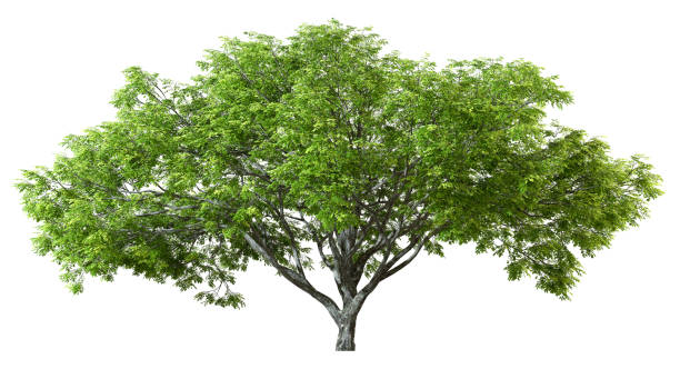 istock Greenery perennial trees shapes isolated on white backgrounds 3d rendering 2160382919