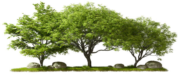 istock Isolate on white backgrounds greenery jungle trees landscape scene 3d illustration 2160382952