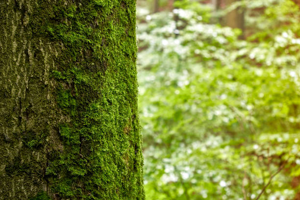 Abstract-Looking Nature Photograph of a Moss-Covered Thick Tree Trunk Against a Blurred Green Background