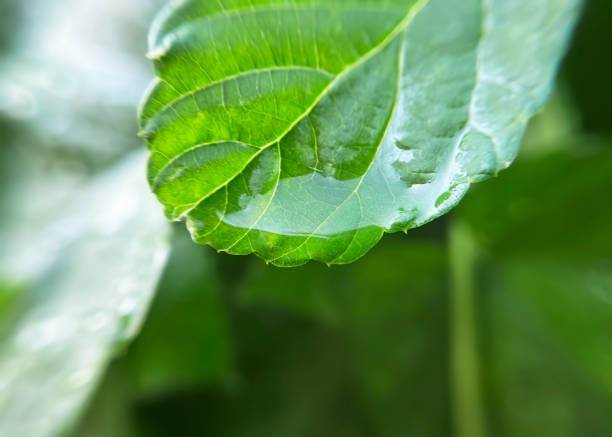 Close Up Of  Hydrangea Flower On Rainy day