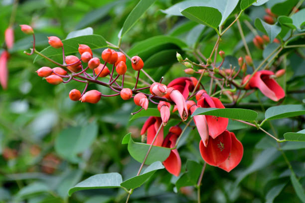 istock Erythrina crista-galli / Coral Tree / Cockspur Coral tree: Small, Deciduous Tree with Attractive Foliage and Showy Flowers 2160387581