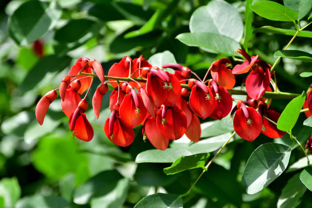 istock Erythrina crista-galli / Coral Tree / Cockspur Coral tree: Small, Deciduous Tree with Attractive Foliage and Showy Flowers 2160387590