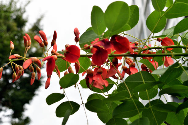 istock Erythrina crista-galli / Coral Tree / Cockspur Coral tree: Small, Deciduous Tree with Attractive Foliage and Showy Flowers 2160387839