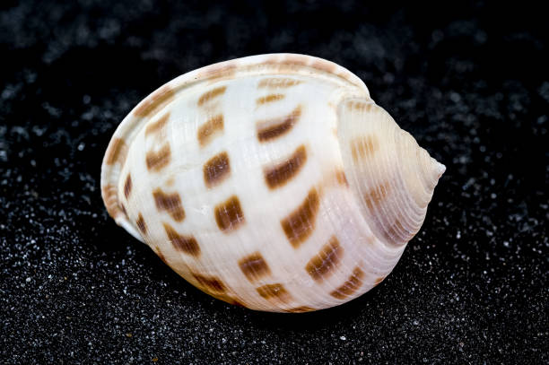istock Semicassis japonica Seashell on a black sand background 2160389564