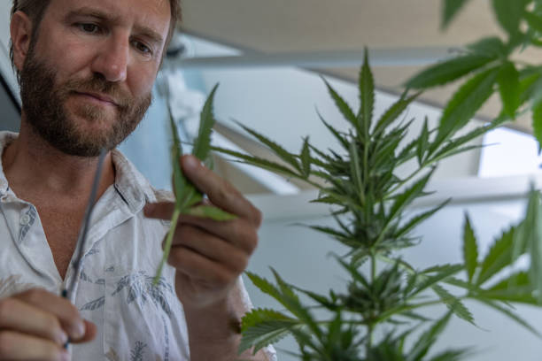 istock Man Pruning Indoor Plant with Precision 2160390271
