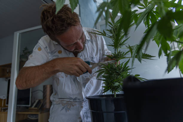 istock Man Pruning Cannabis Plant on Balcony 2160390415