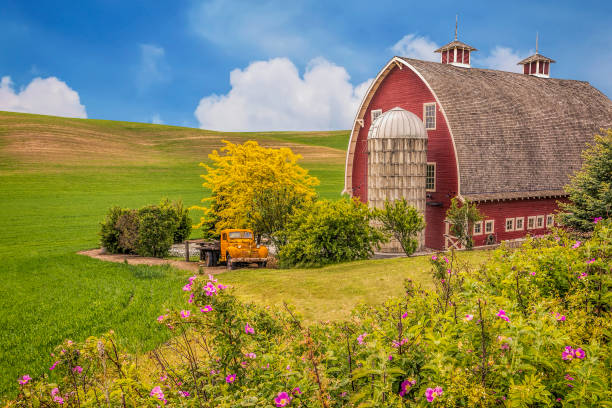 Red barn and vintage pickup truck in the Palouse