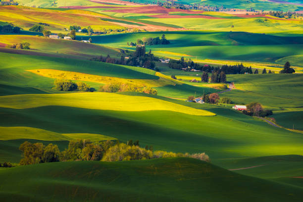 istock Palouse Farmland Views 2160391345