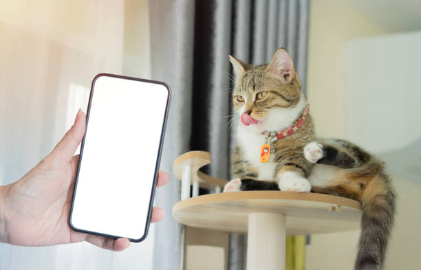 istock Cute small cat licks its lips while lying on cat tower and big smartphone with blank screen. 2160393712