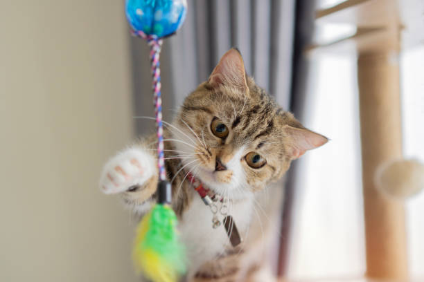 Pets. A beautiful Munchkin kitten actively plays with a colorful toy.