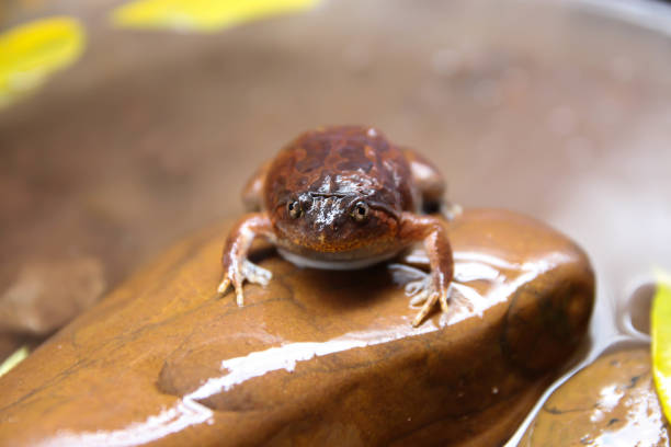 istock a lot of bullfrogs 2160394857