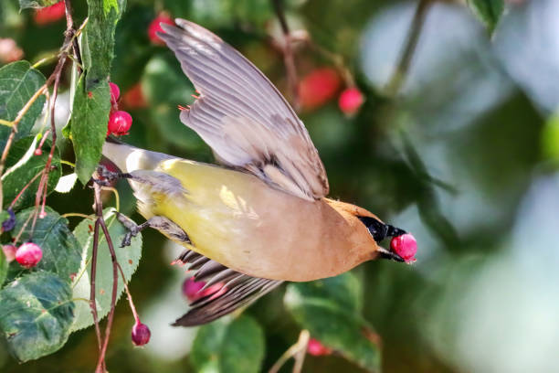 istock Cedar waxwing eating berries in a park 2160395853
