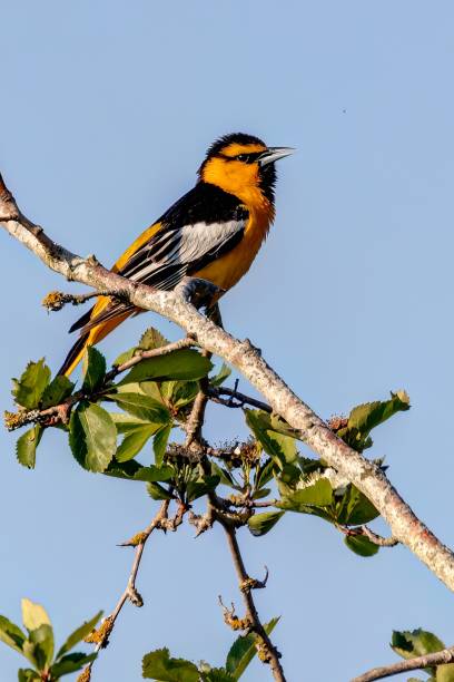 Venezuelan troupial resting on a branch along the beach of Grote Knip in Curacao.