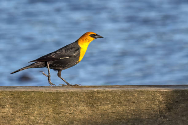 istock yellow headed blackbird, Burnaby, BC, Canada 2160395997