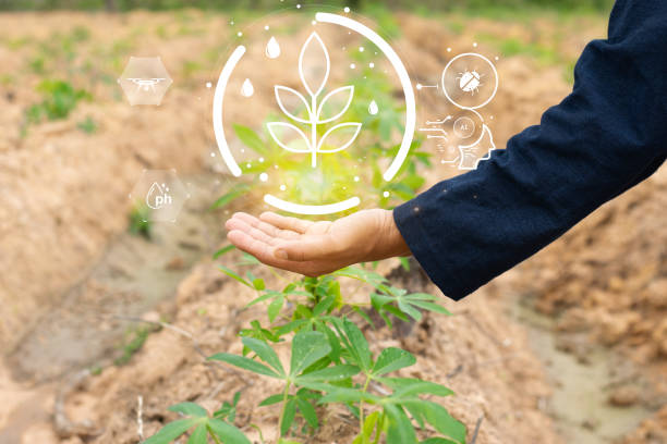 istock Cassava growers use artificial intelligence technology to check the yield of cassava plantations in order to improve production accuracy. 2160396763