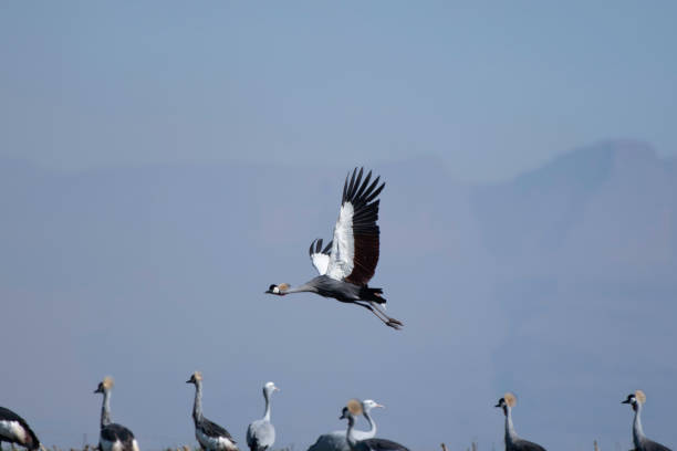 Gray-crowned Crane about to land