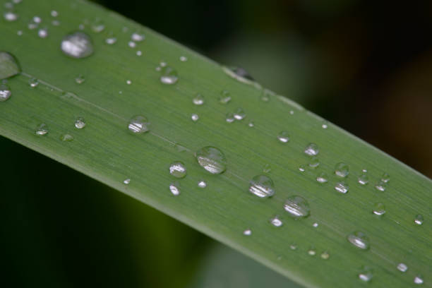 drops of water on a leaf