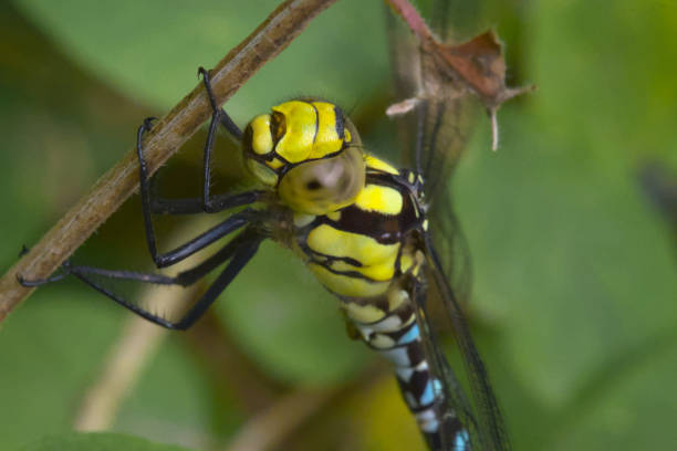 Yellow and blue dragon fly hanging from a branch, top