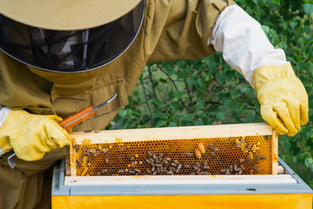 istock A beekeeper, a woman in a protective suit against bee stings, holds a frame with honey from a bee hive in her hands. Beekeeping, care of the hive 2160399433